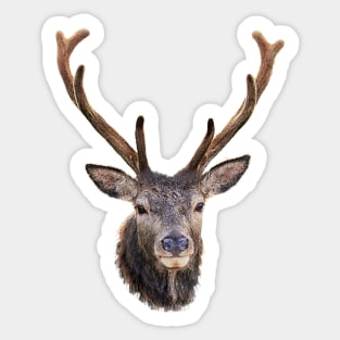 The Stags Head Sticker